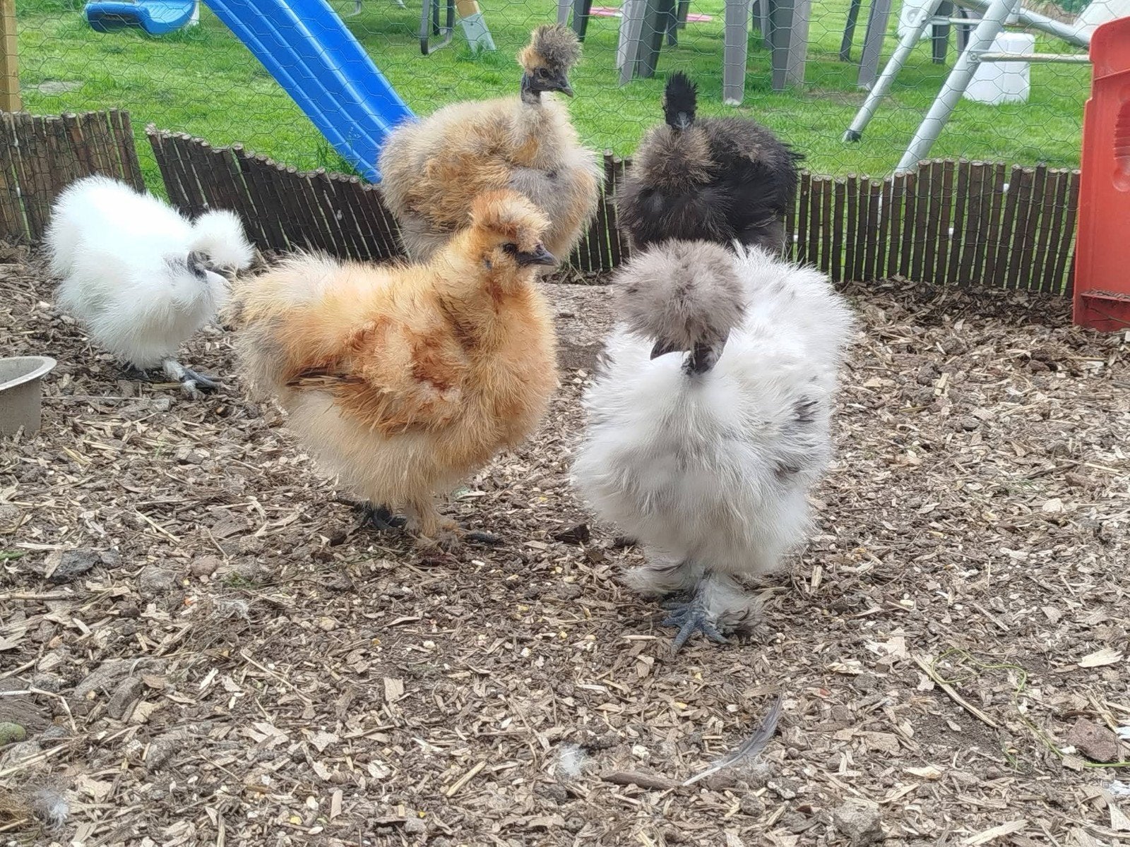 6 zijdehoen kuikens (normaal, showgirl, frizzle), Meerdere dieren, Kip