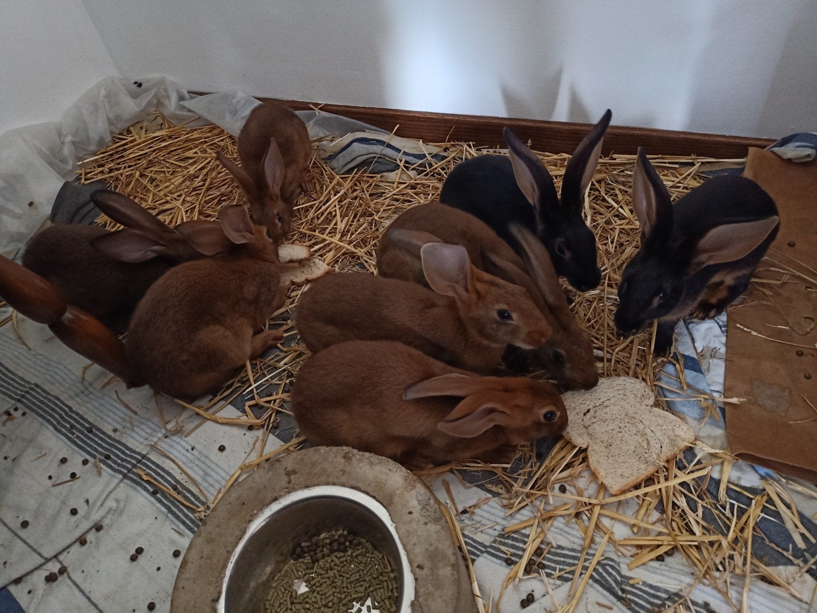 Belgische haaskonijnen, Plusieurs animaux