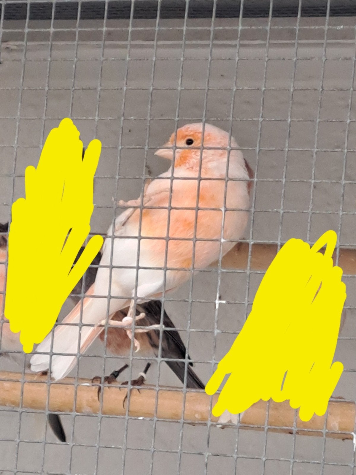 a vendre mâle canaris orangé 20 €, Animaux & Accessoires, Oiseaux | Perruches & Perroquets, Mâle
