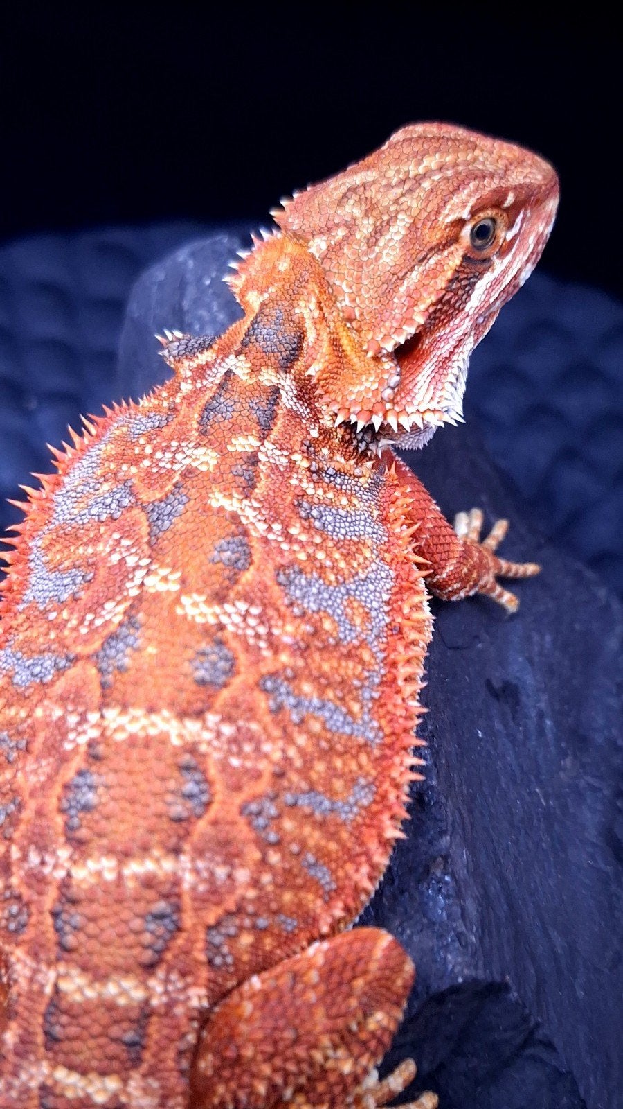 50% Red Monster Extreme Blue Tiger Baardagaam Man B, Lézard, 0 à 2 ans