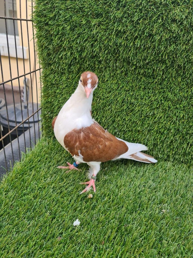 Duvan, Dieren en Toebehoren, Vogels | Duiven