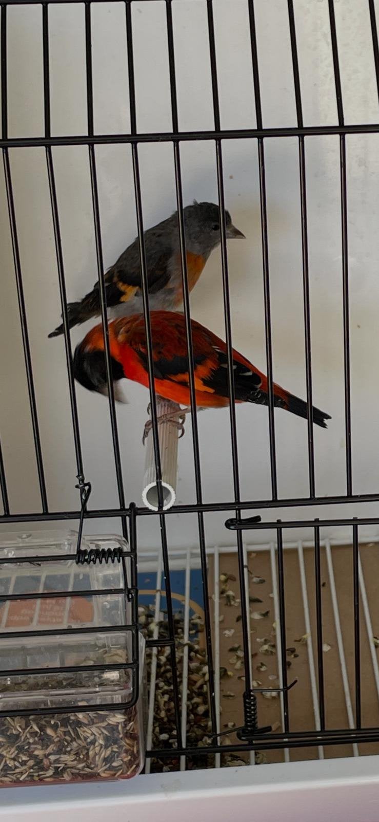 Kapoetsensijzen, Meerdere dieren, Tropenvogel, Geringd