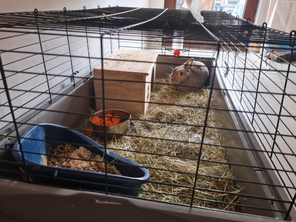 Lapin à donner gratuit