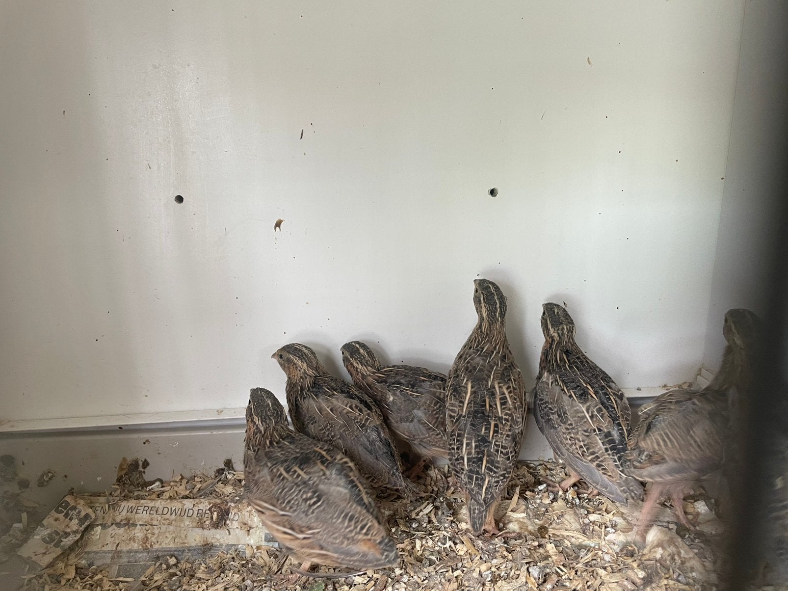 Harlekijn kwartels, Dieren en Toebehoren, Vogels | Overige Vogels, Meerdere dieren