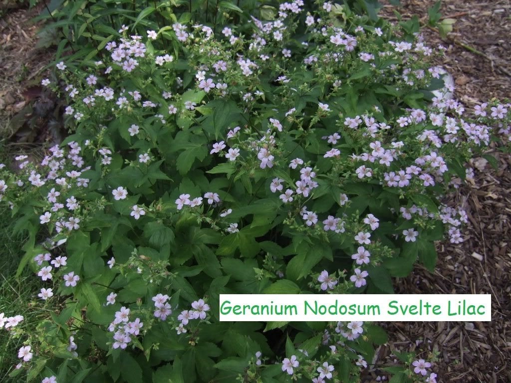 Geranium nodosum "Svelte Lilac", blijft maar blooeien !, Ophalen, Lente, Vaste plant, Halfschaduw