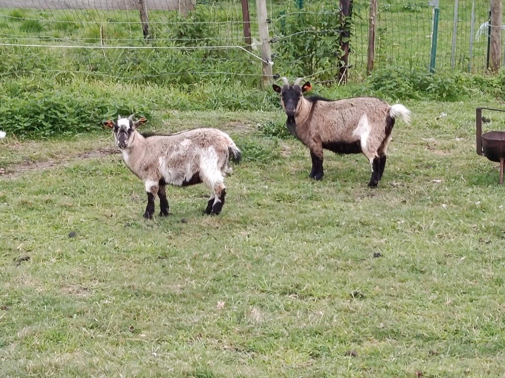handtamme vrouwelijke geitjes, Dieren en Toebehoren, Schapen, Geiten en Varkens
