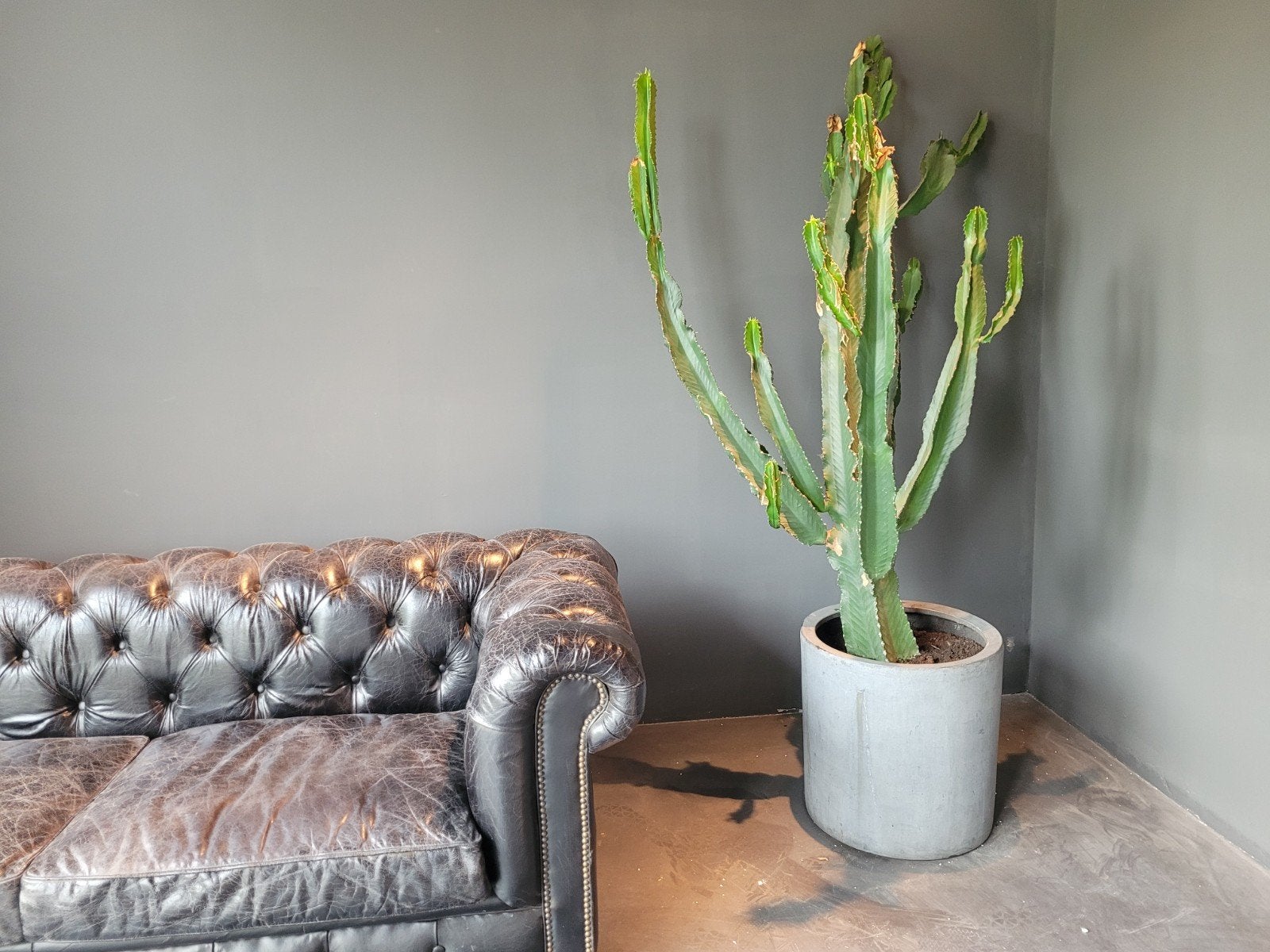Grote Cowboy Cactus (/Euphorbia Ingens) met pot – 210 cm, Groene kamerplant, Ophalen, Cactus, 200 cm of meer