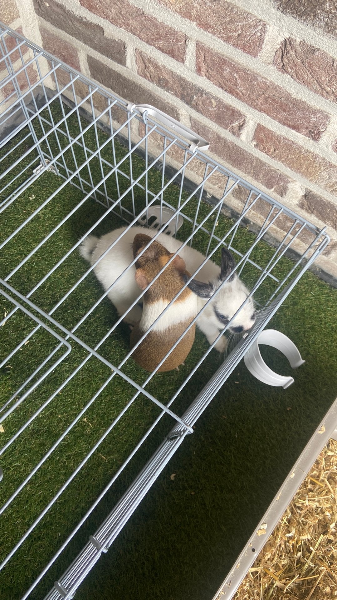 Cavia en konijn te koop, Dieren en Toebehoren, Vrouwelijk, Middelgroot, Hangoor, 0 tot 2 jaar