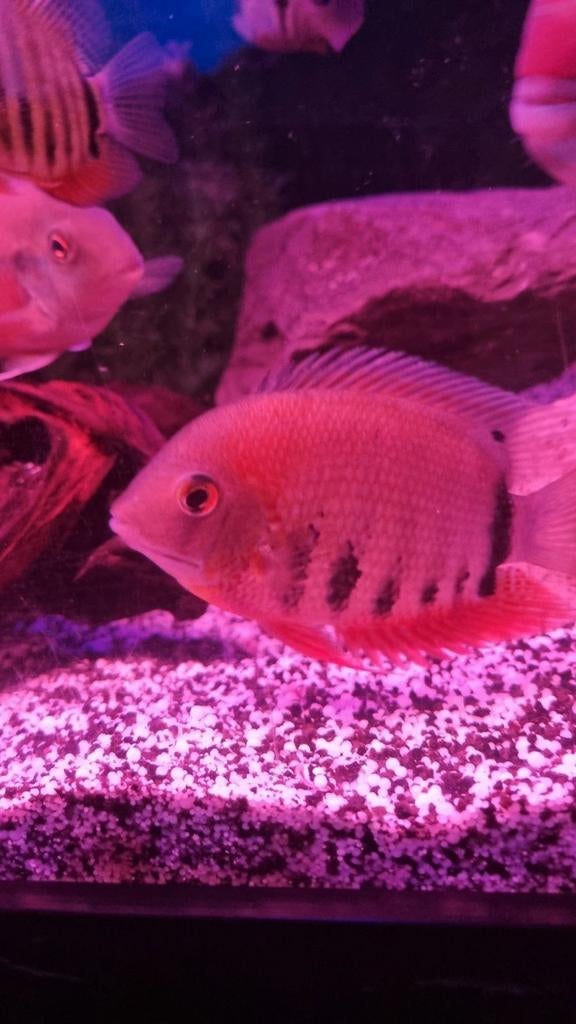 Heros redcheek, Dieren en Toebehoren, Vissen | Aquariumvissen