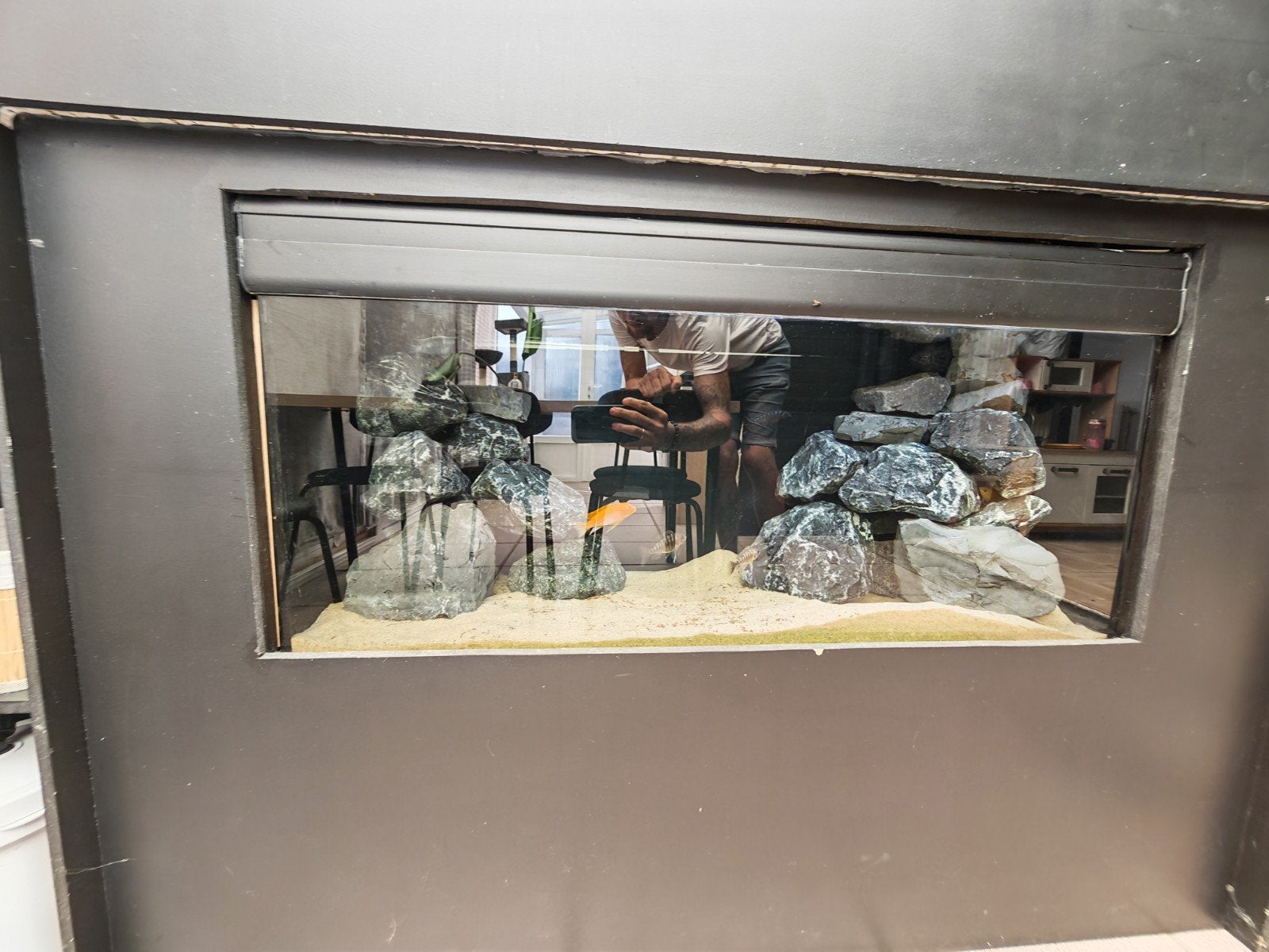 malawi aquarium 200l, Dieren en Toebehoren, Vissen | Aquariumvissen, Vis, Zoetwatervis, Schoolvis