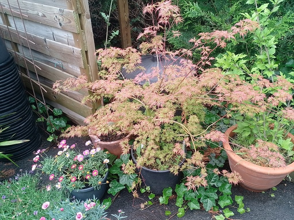 acer palmatum emerald lace, Jardin & Terrasse, Enlèvement, Été, Plante fixe, Mi-ombre