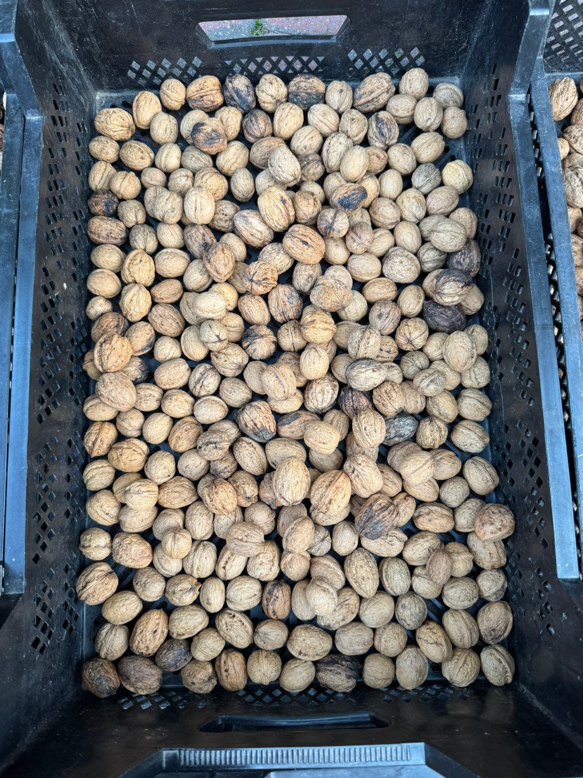 35 kg okkernoten, Ophalen