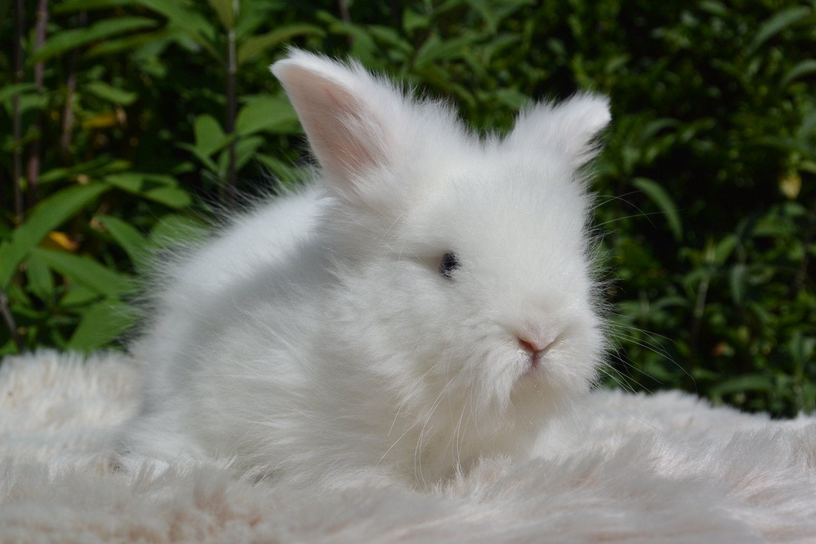 Prachtig raszuiver engels angora rammetje, Mannelijk, Middelgroot, 0 tot 2 jaar