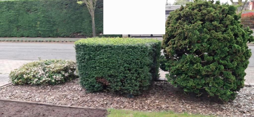 Planten gratis, Tuin en Terras, Ophalen