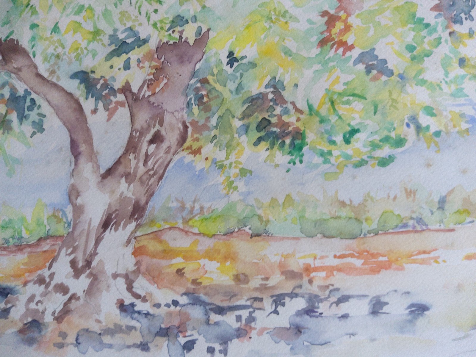 Origineel aquarel " Olijfboom ". ingelijst 57 x47 cm., Antiquités & Art, Art | Peinture | Moderne, Enlèvement ou Envoi, Passe-partout