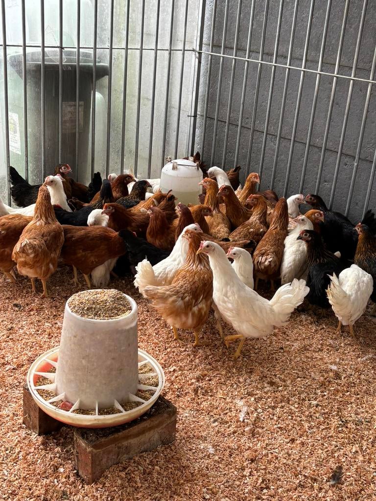 Legkippen, Dieren en Toebehoren