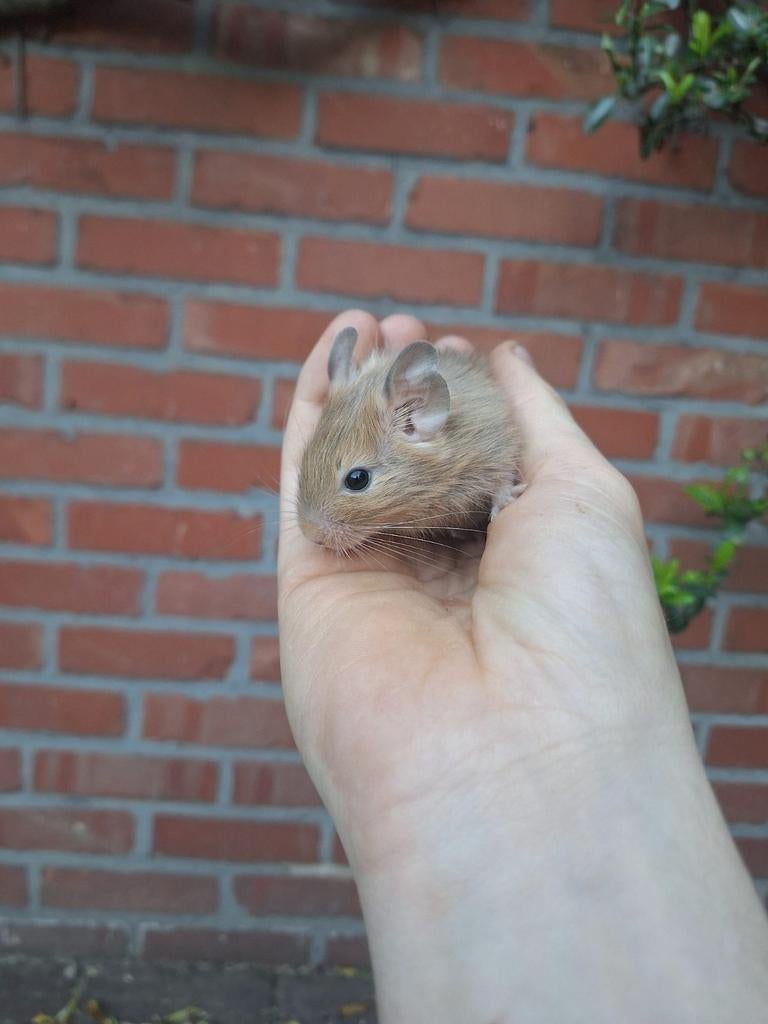 Jonge degoes beschikbaar (+kooi), Maart, Meerdere dieren, Overige typen, Tam