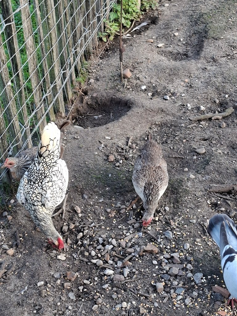 Sebright krielkip, Dieren en Toebehoren, Meerdere dieren, Kip