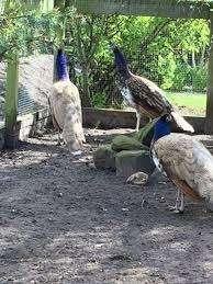 pauwen, blauwe pauwen hanen en hennen
