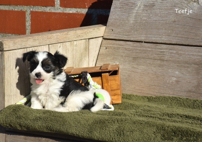 Prachtige Biewer Terriër Yorkshire pupjes, Plusieurs, Jack Russel Terrier, Hépatite contagieuse (maladie de Rubarth), Belgique
