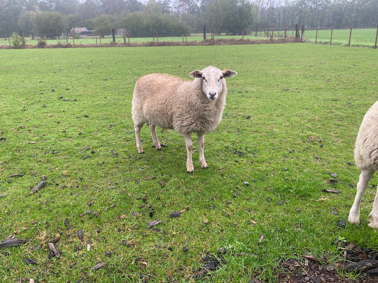 Ooi Vlaams Schaap, Dieren en Toebehoren, Schaap