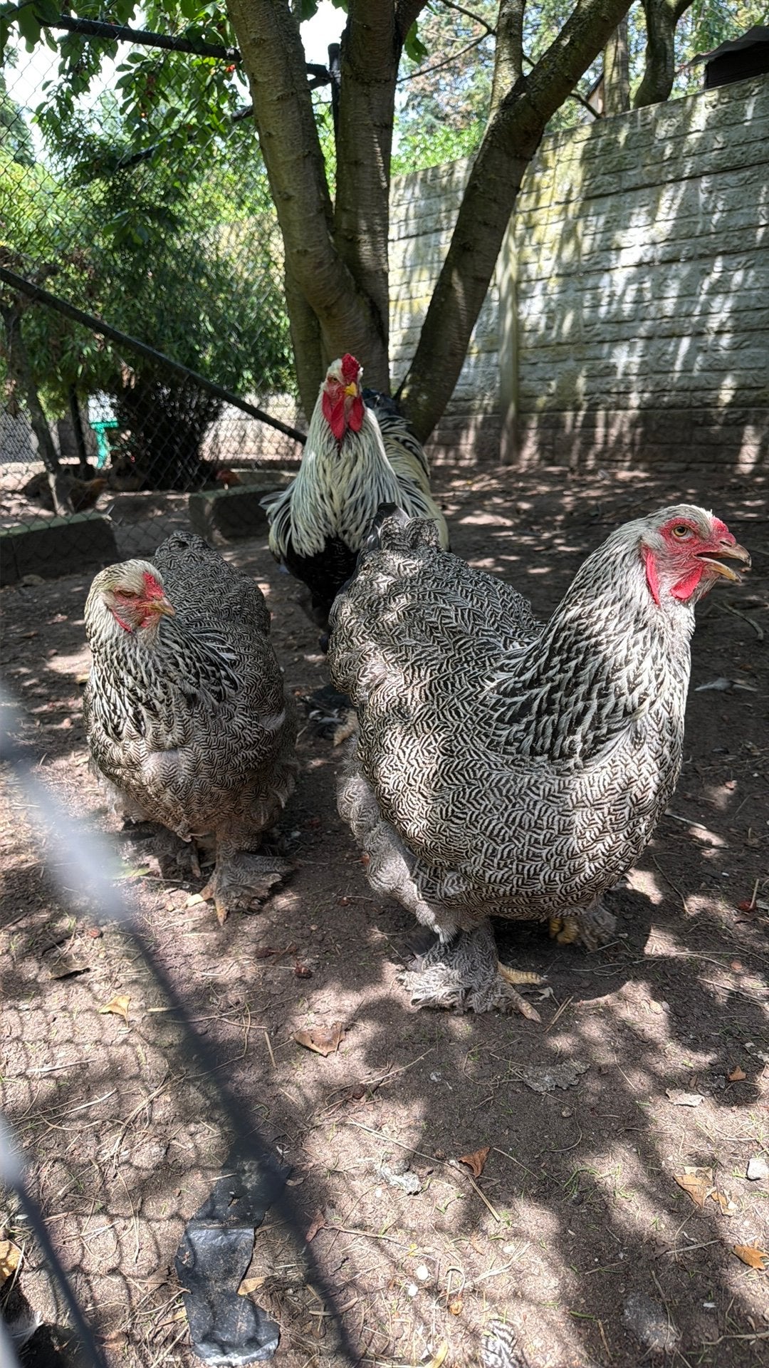 Trio Brahma zilverpatrijs, Dieren en Toebehoren, Kip