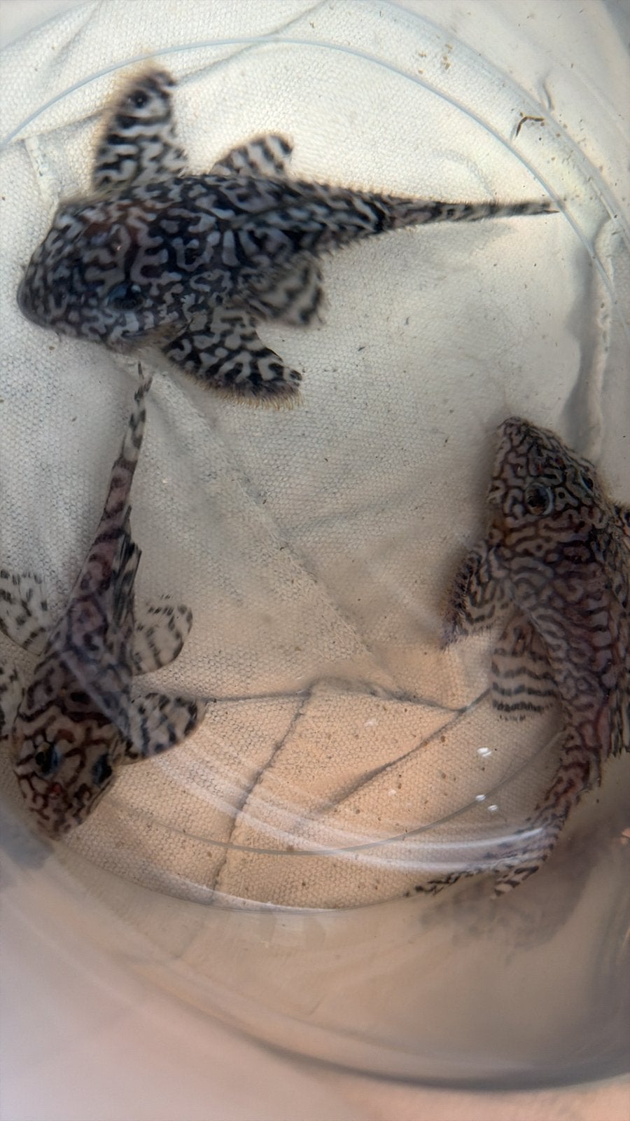 L236 SW, Dieren en Toebehoren, Vissen | Aquariumvissen, Vis, Zoetwatervis