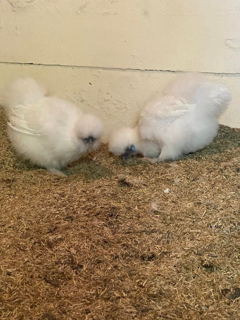 Zijdehoen hennen, Dieren en Toebehoren
