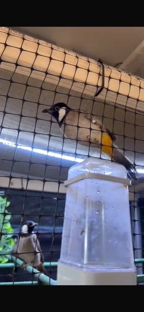 buulbuul irakes, Dieren en Toebehoren, Vogels | Overige Vogels