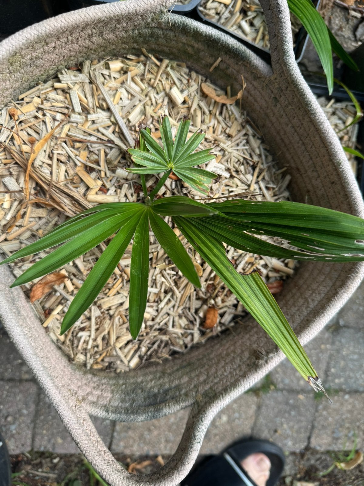 trachycarpus wagnerianus x princeps, Ophalen of Verzenden