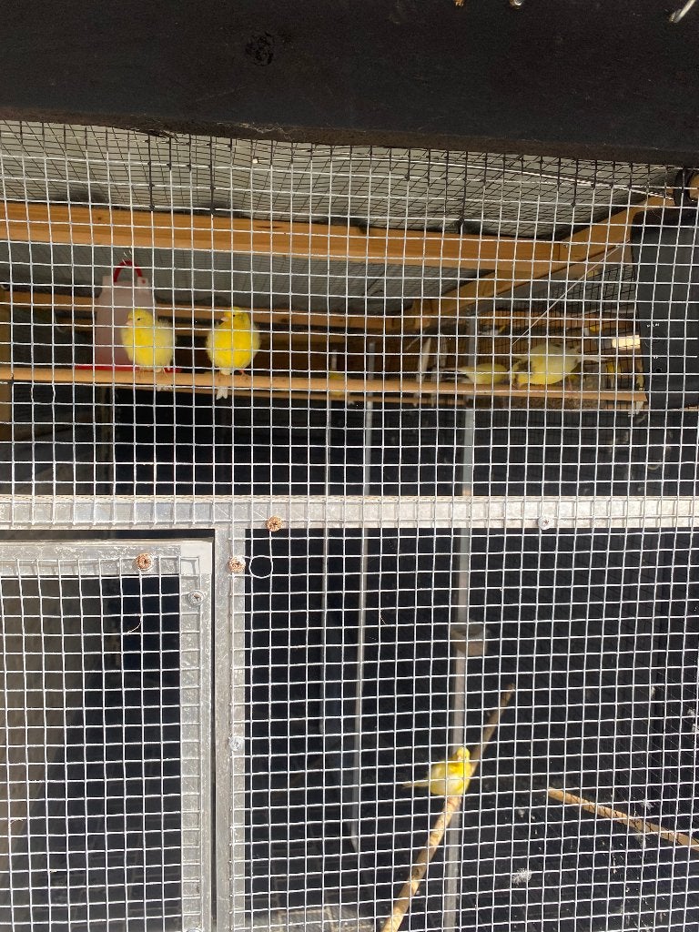 fife fancy, Dieren en Toebehoren, Meerdere dieren, Postuurkanarie
