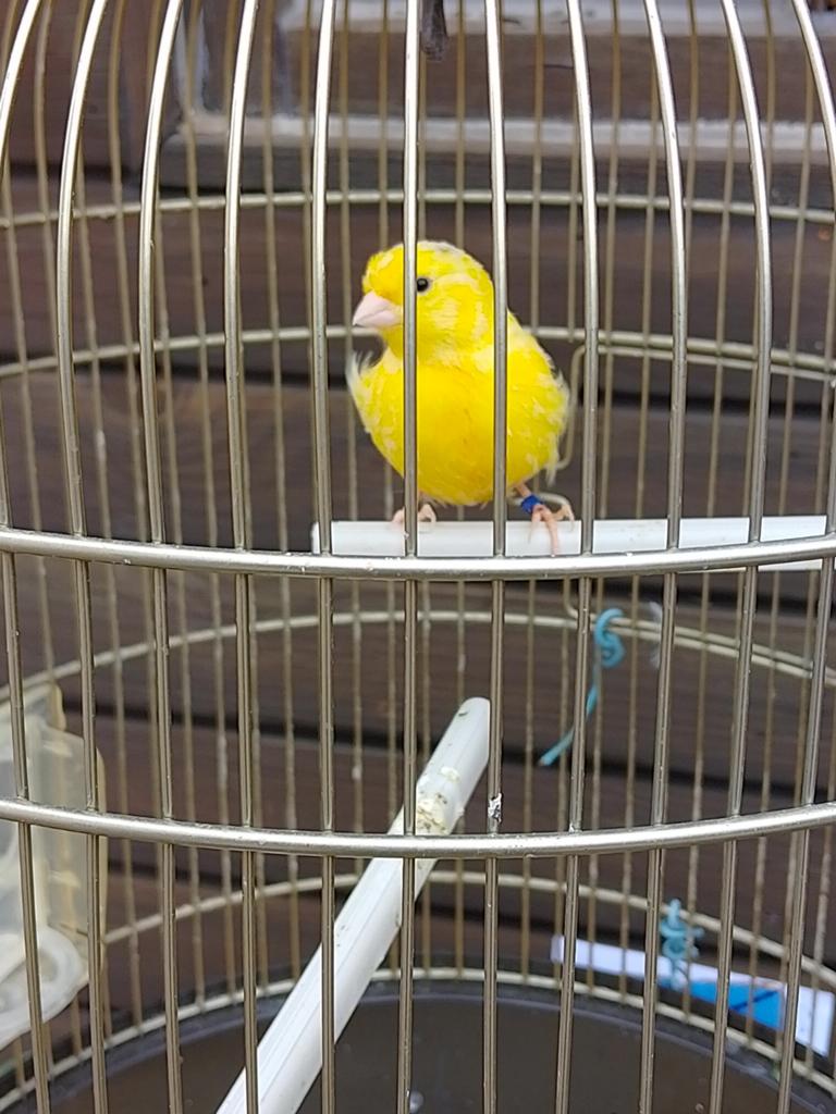 Jeune CHARIOT CANARI JAUNE À ÉLEVAGE INTENSIF, bagué, Femelle, Canari chanteur