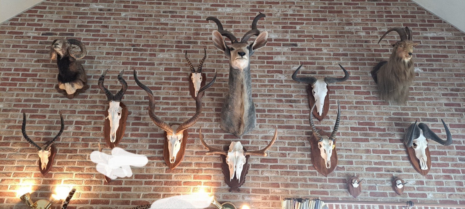 jachttrofeeën te koop, Collections, Enlèvement, Comme neuf, Animal sauvage, Bois ou Tête