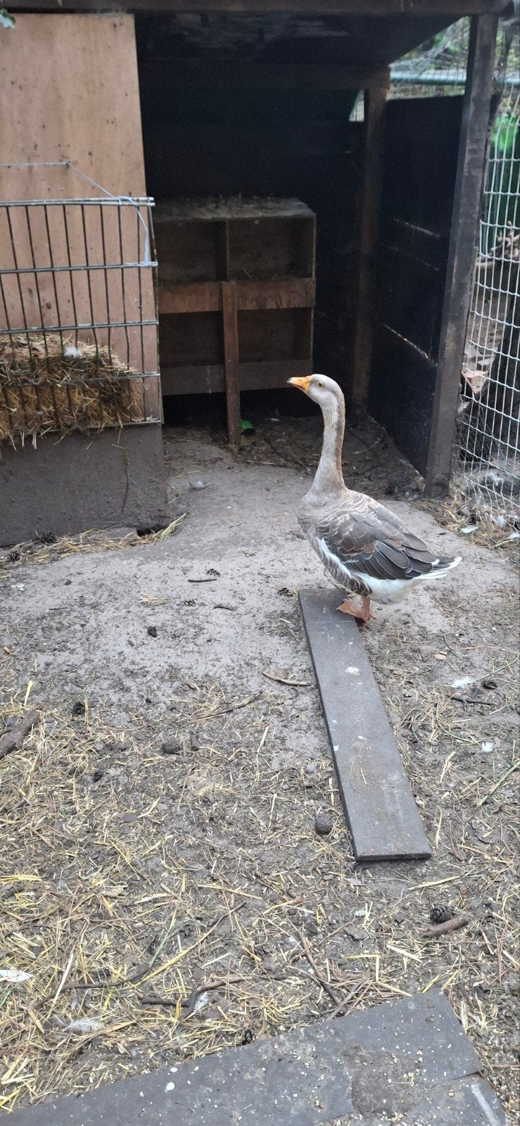 vlaamse gans ( vrouw ), Dieren en Toebehoren, Pluimvee
