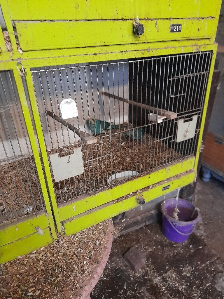 Kweekrijpe kakarikies, Plusieurs animaux, Perruche