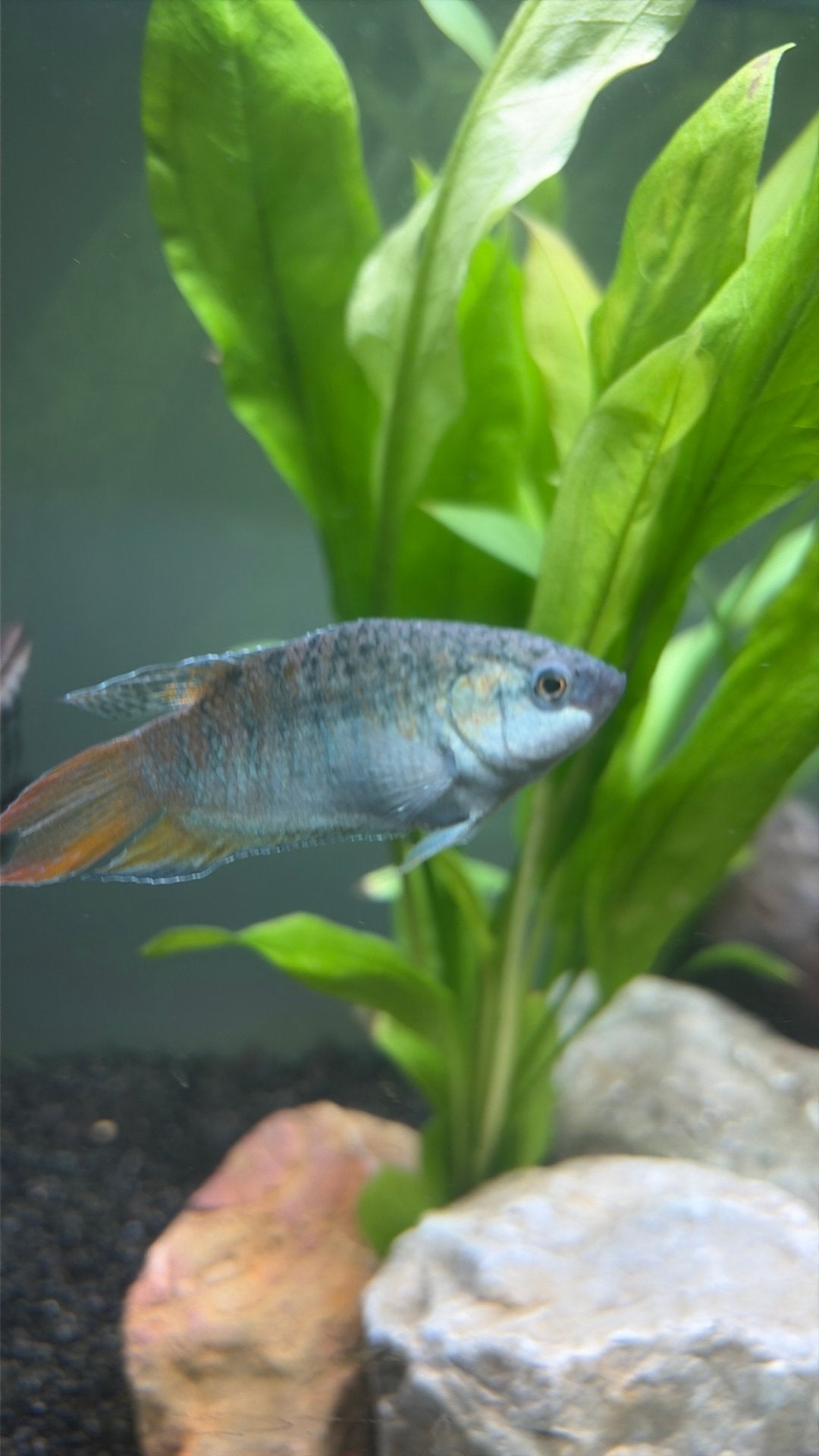 Paradise gourami, Vis, Zoetwatervis