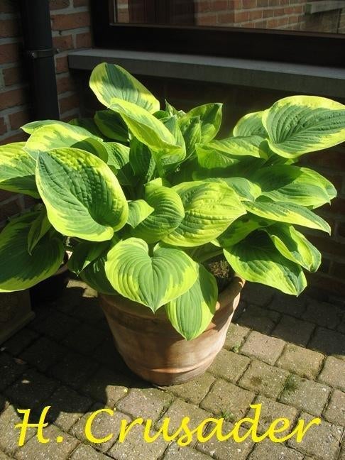 Hosta's op naam in 5 soorten, Enlèvement, Été, Plante fixe, Mi-ombre