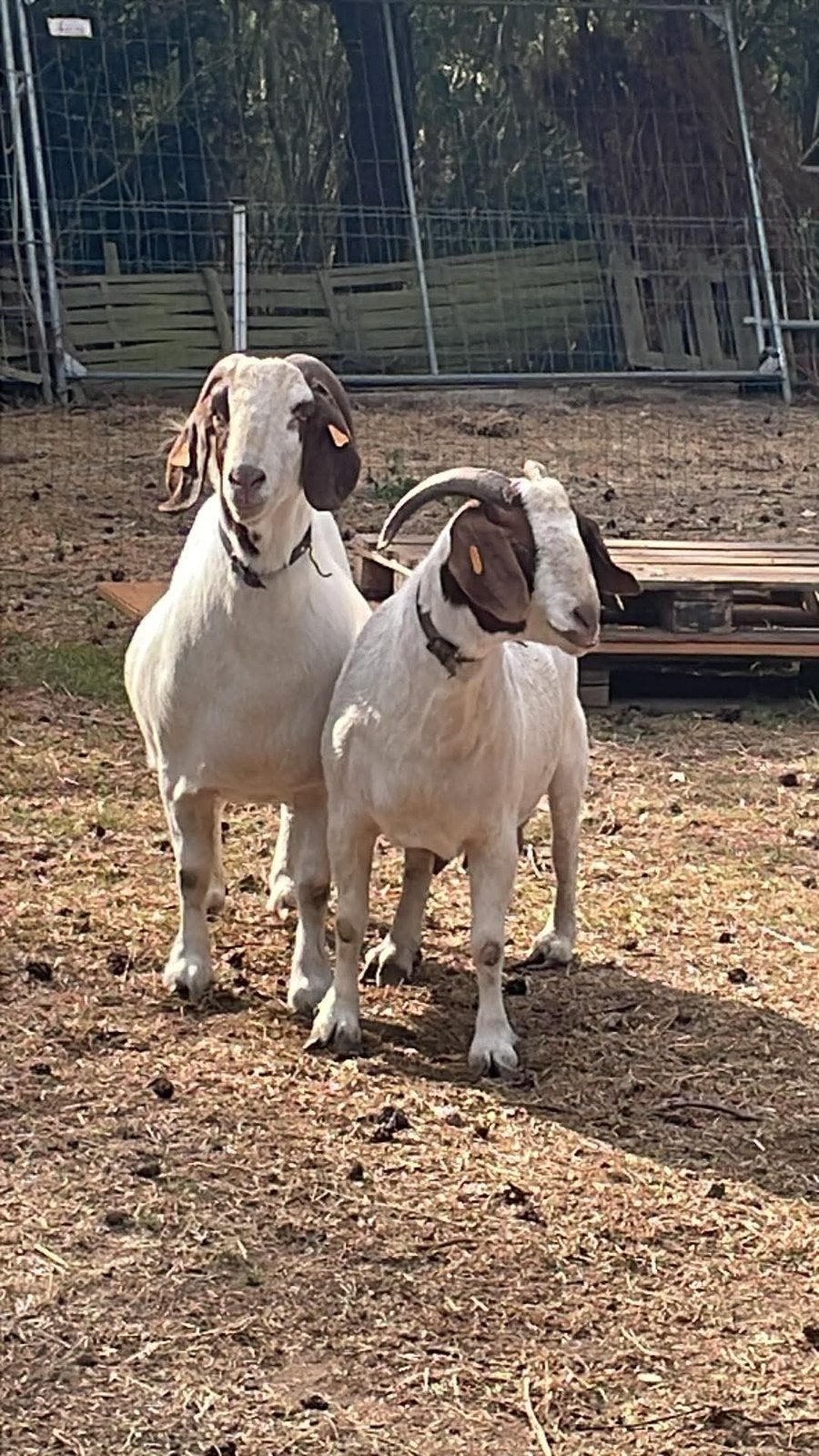 Barzil Boer geiten