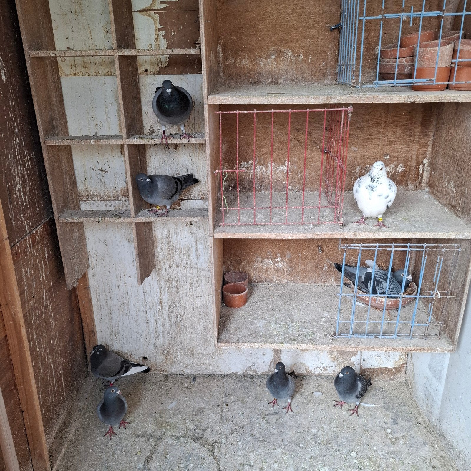 verschilende duiven, Dieren en Toebehoren, Vogels | Duiven, Mannelijk, Postduif