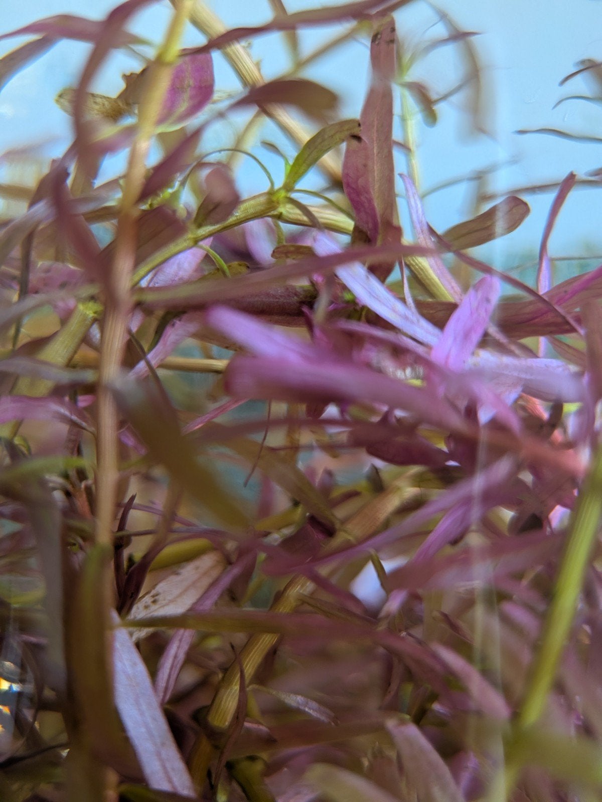 Rotala rotundifolia, Ophalen