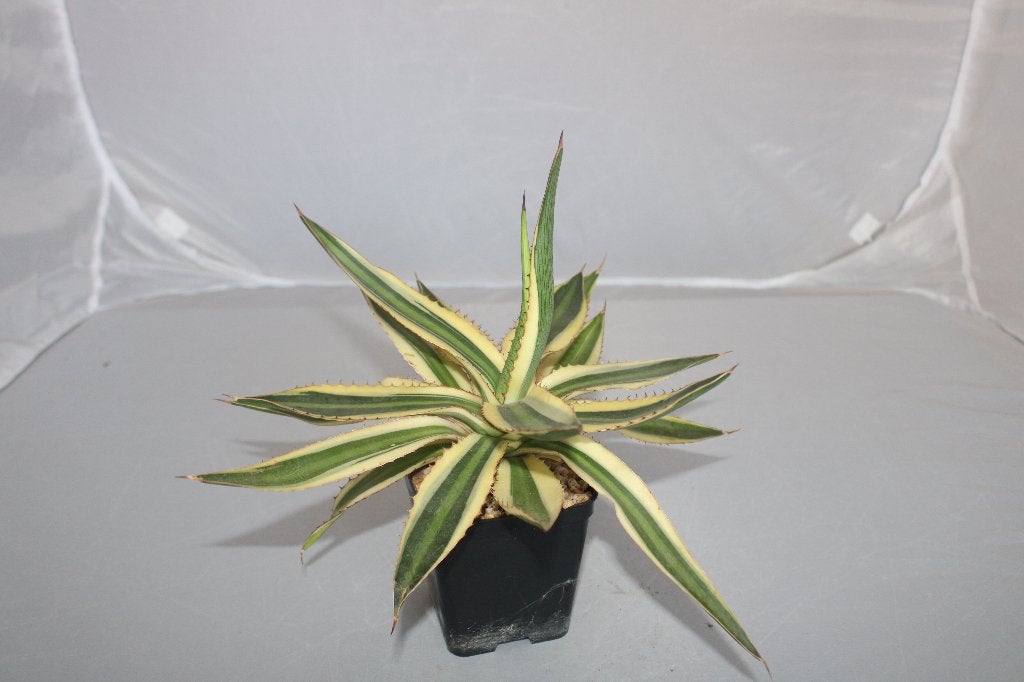 agave quadricolour, Vetplant, Ophalen of Verzenden, Minder dan 100 cm, Volle zon