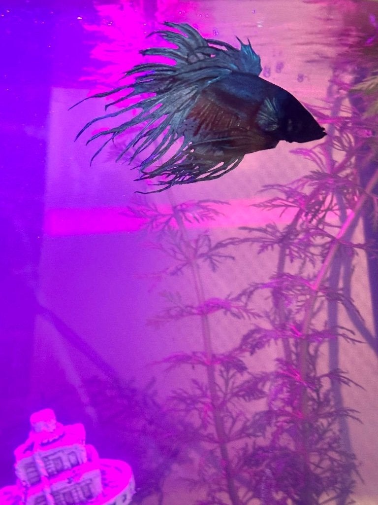 Betta Crowntail Man, Animaux & Accessoires, Poissons | Poissons d'aquarium, Poisson d'eau douce, Poisson