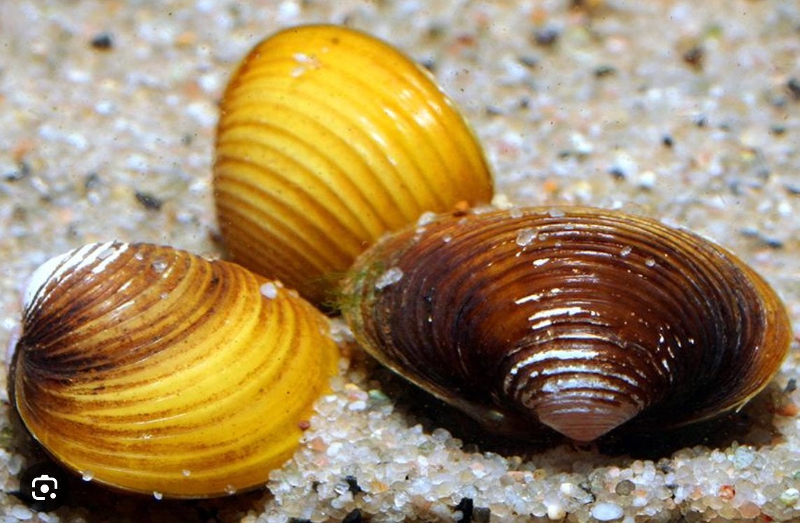 Corbicula Dwerg mossels - filtert water, Slak of Weekdier, Zoetwatervis