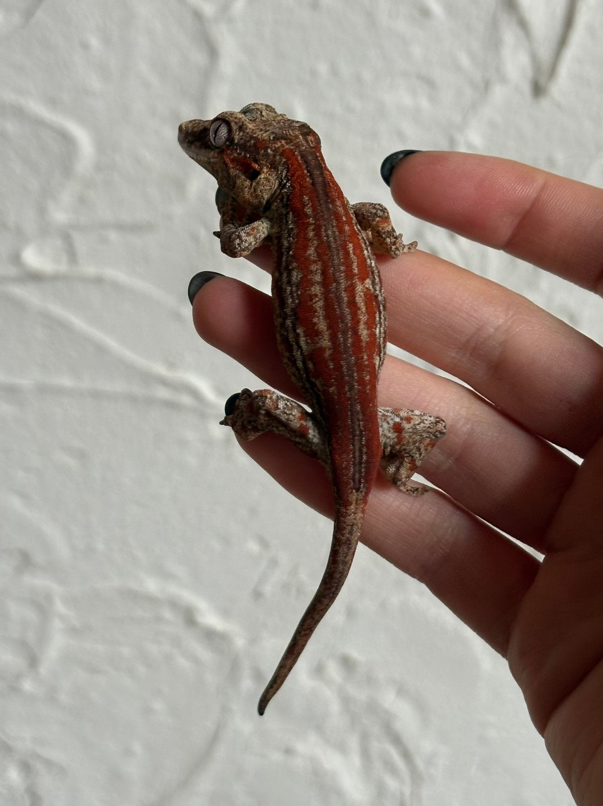 Red stripe gargoyle vrouw, Dieren en Toebehoren, Hagedis, Tam, 0 tot 2 jaar