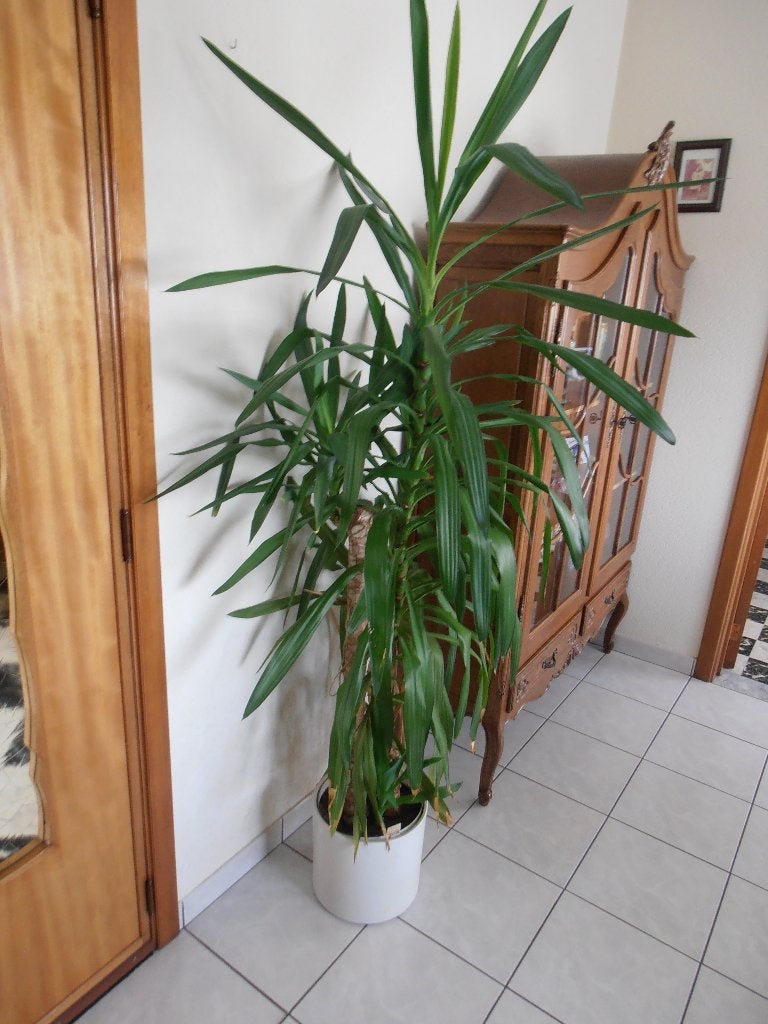 Grote en kleine Yucca's, Maison & Meubles, Enlèvement, Yucca