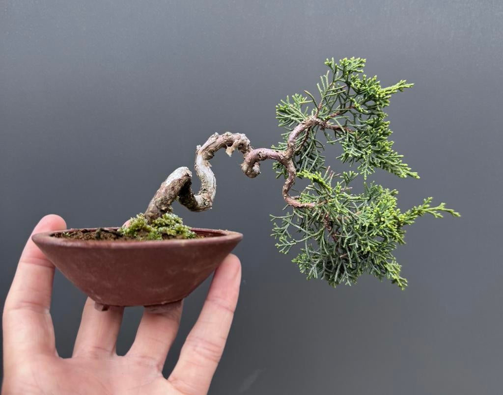 Juniperus Mame bonsai - Jeneverbes, Tuin en Terras, Overige soorten, Lente, Minder dan 100 cm, Ophalen