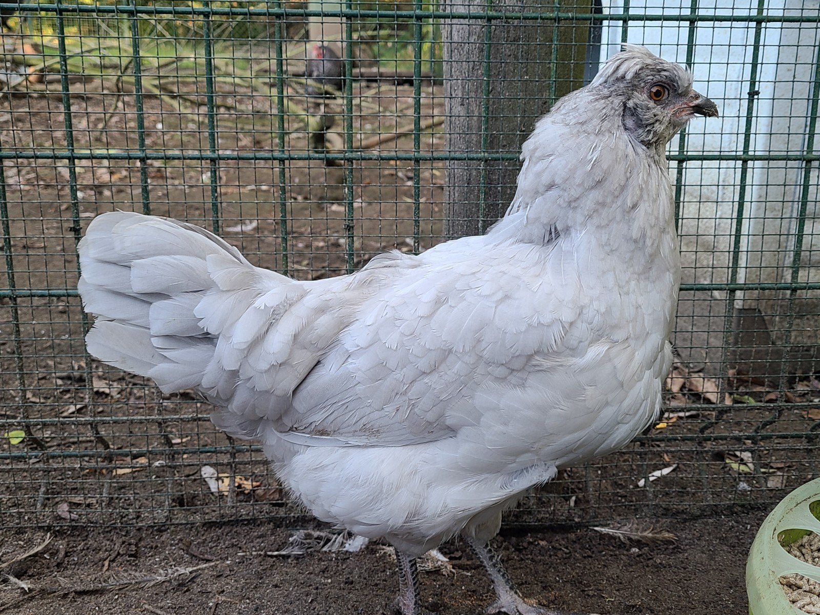 British araucana + Australorp splash hennen, Femelle, Poule ou poulet