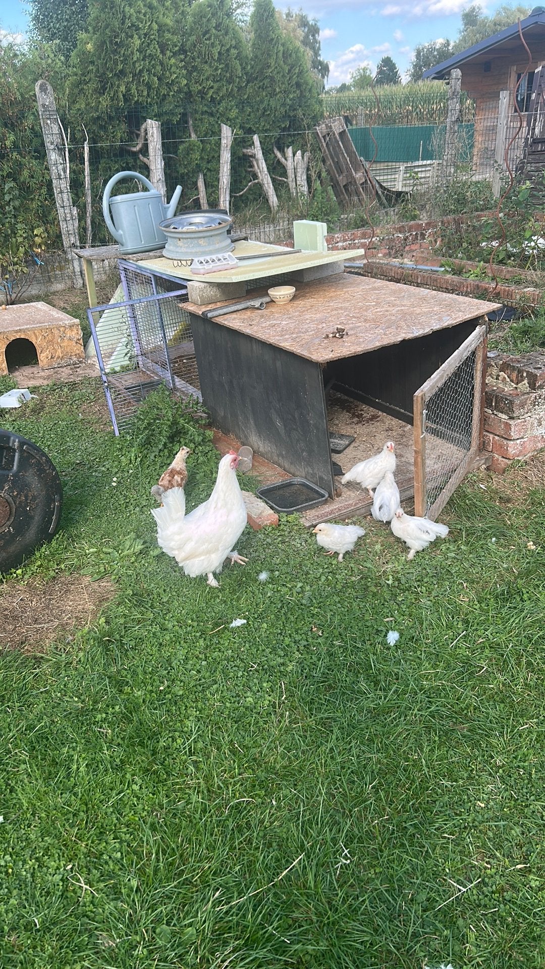 Kuikentjes, Animaux & Accessoires, Volatiles, Plusieurs animaux, Poule ou poulet