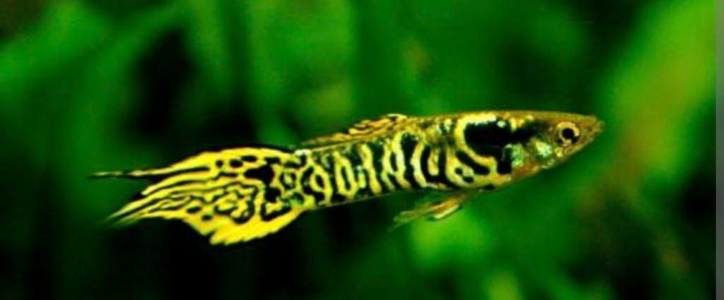 Endler guppy tiger snake jongen