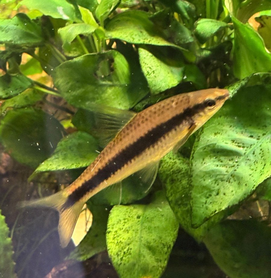 siamese algeneters